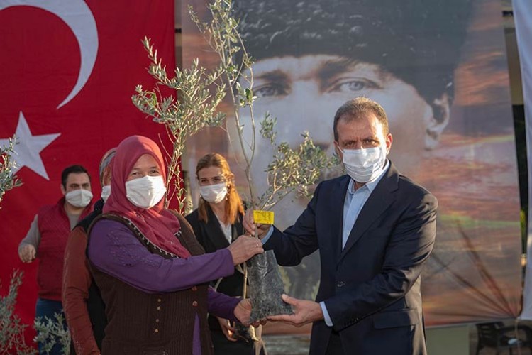 Zeytin fidanları toprakla buluştu