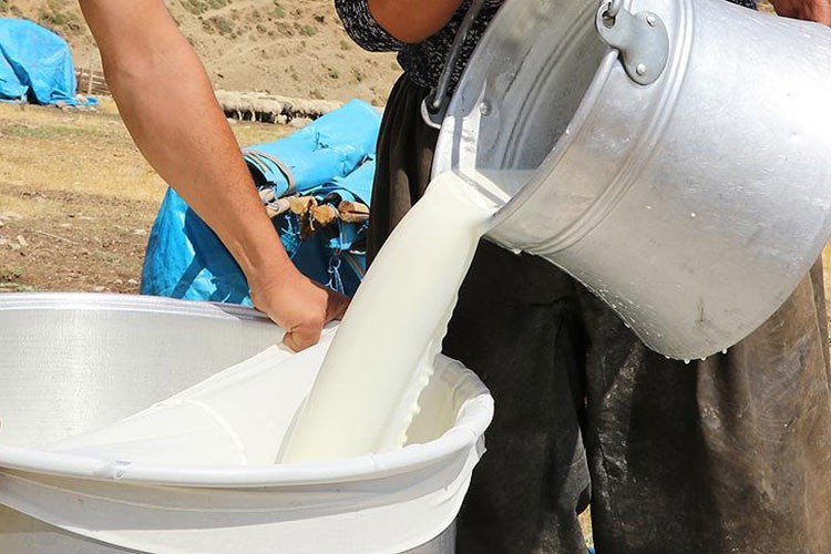 Süt destek ödemelerinde fatura düzenlemesine gidildi