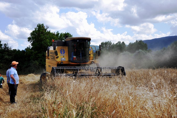 Kastamonu'da "buğdayın atası" siyezin hasadı başladı