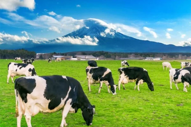 44 hayvancılık projesine 8,6 milyon avro destek sağlandı