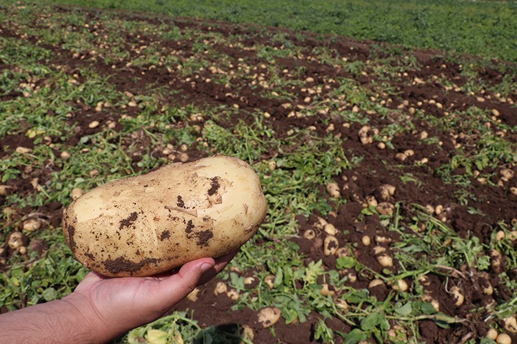 Adana'da patates ve soğan hasadı devam ediyor