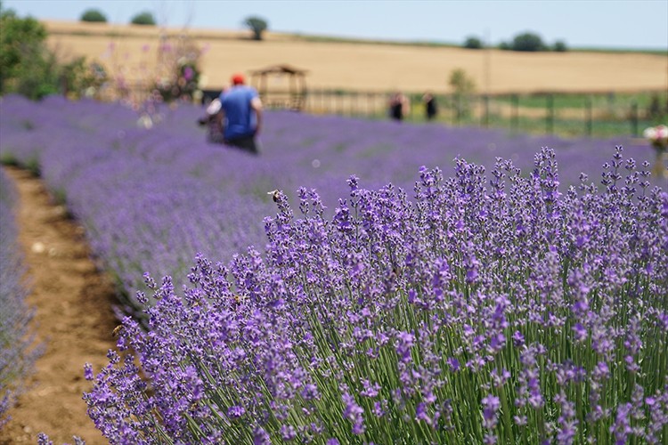 Tekirdağ'da mor renkli tarlalar bayramda ziyaretçilerini ağırlıyor