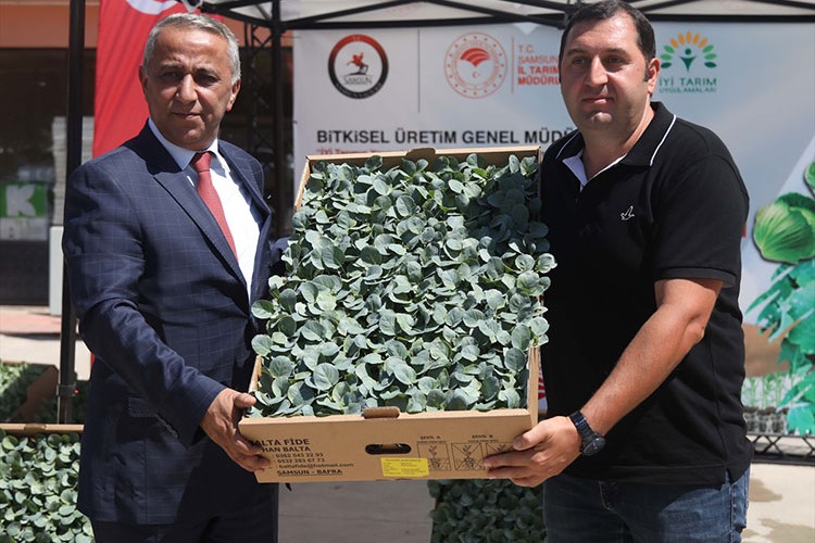 Çiftçilere yüzde 75 hibe ile sebze fidesi dağıtıldı
