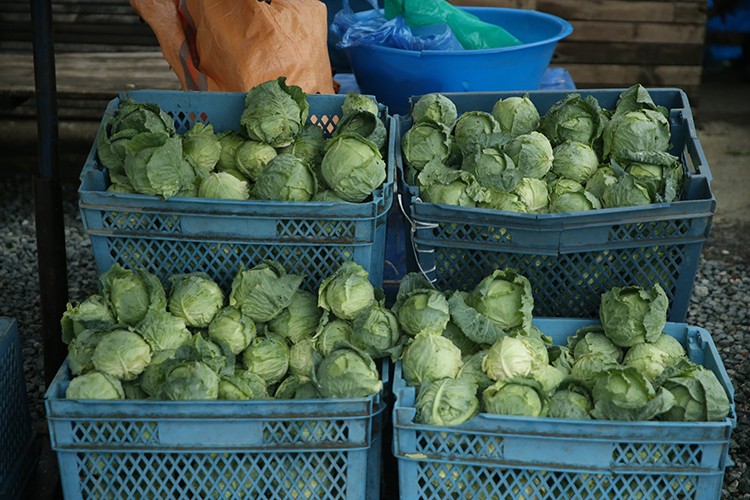 Ordu ürme pancarı yöre halkına gelir sağlıyor