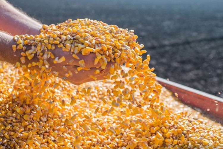 Türkiye mısır tohumunda 5 yıldır dış ticaret fazlası veriyor