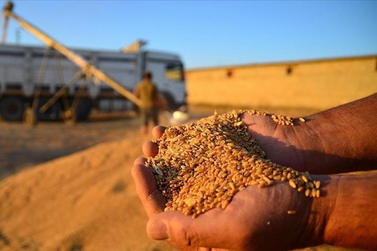 Türkiye'nin hububat ve bakliyat ihracatı 9,2 milyar doları buldu