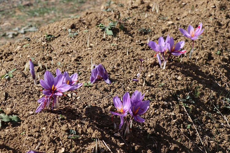 Safranda 35 kilogram üretim hedefi gerçekleşti