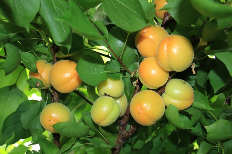 Turfanda meyvede üretim düştü, fiyat arttı