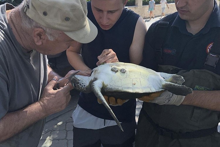 Fethiye'de misinaya dolanan caretta caretta kurtarıldı