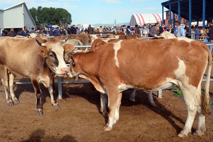 Ardahan'da farklı illere hayvan sevkiyatları başladı