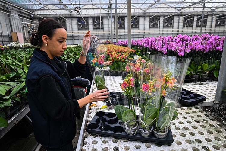 Çukurova'da çiçekler Sevgililer Günü'ne hazır