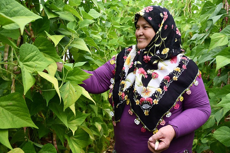 Bilecik'te barbunya hasadı devam ediyor