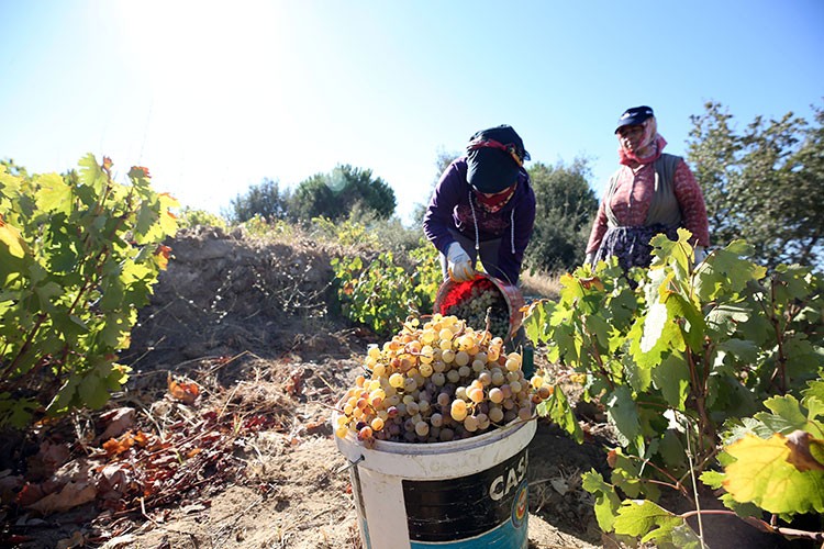Aydın'da razaki üzümde "tatlı" telaş başladı