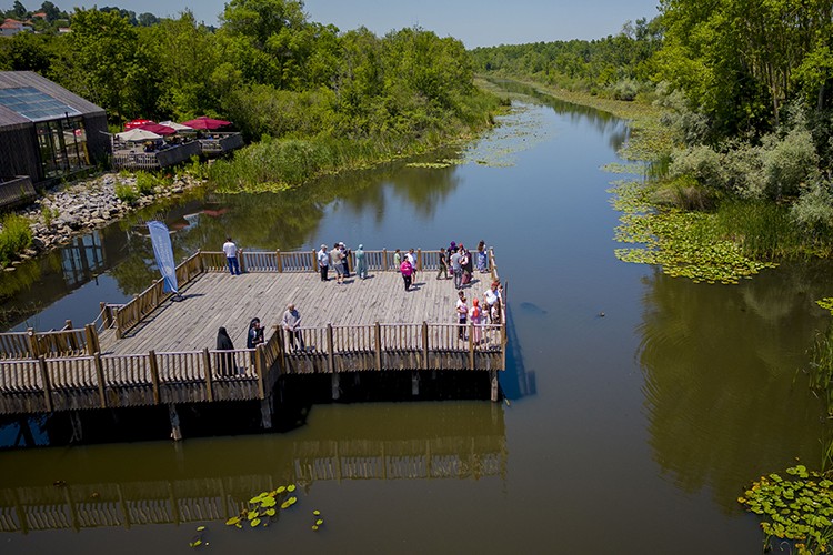 Nilüferlerin açtığı Acarlar Longozu misafirlerini ağırlıyor