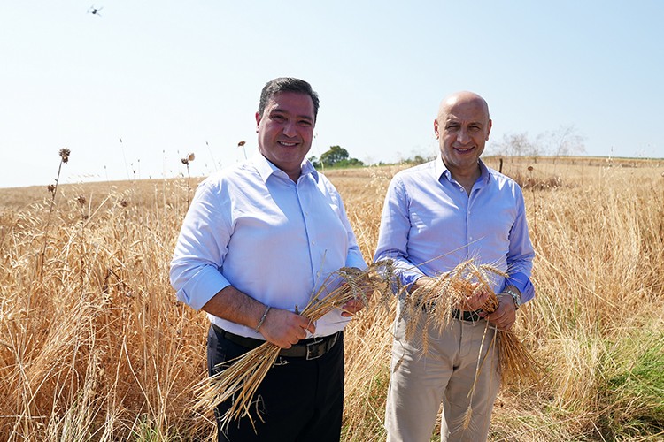 Buğdayda 21 milyon ton rekolte bekleniyor