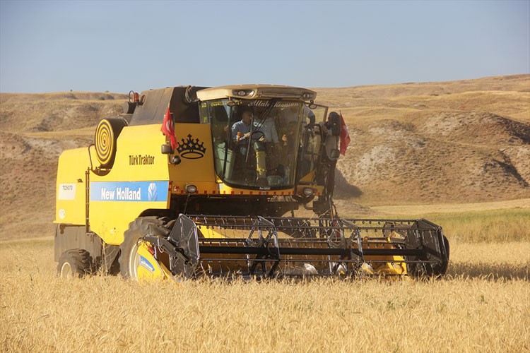 Sivas'ta "Habeş buğdayının" hasadına başlandı