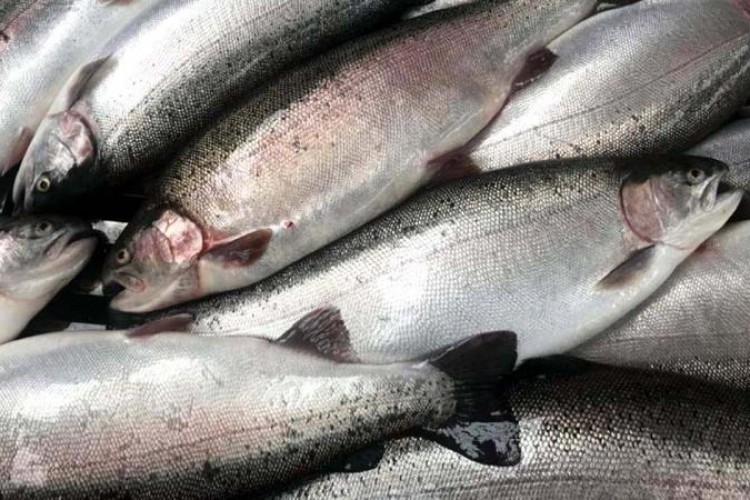 Doğu Karadeniz'in somon ihracatı arttı