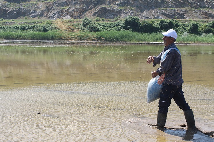 Manyas ve Gönen ovalarında çeltik ekimi gecikmeli başladı