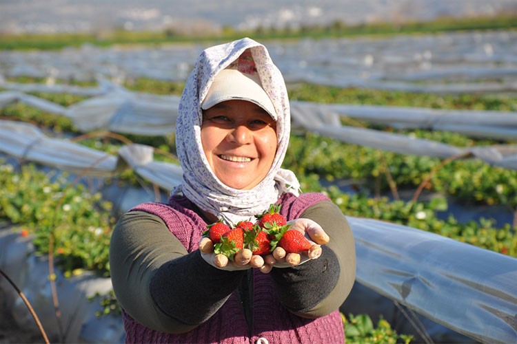 Silifke çileğinin hasadı başladı