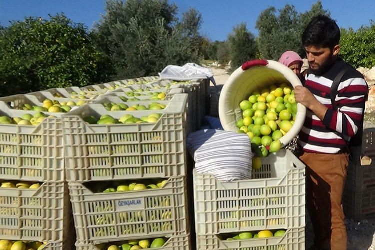 Mersin'de tescilli Lamas limonunda hasat başladı