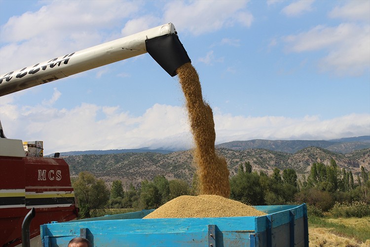 Tosya'da çeltik hasadı başladı