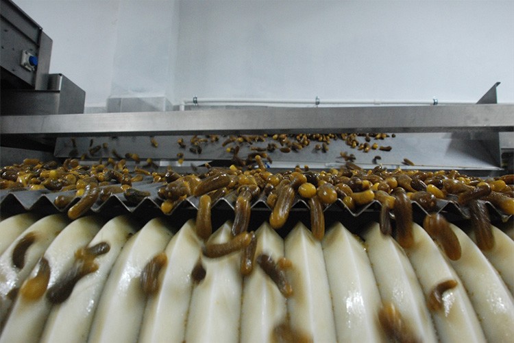 Fabrikada yıllık 20 ton turşu üretiliyor