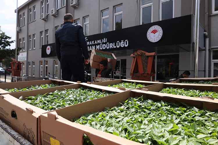 Muğla'nın ata tohumları toprakla buluşuyor