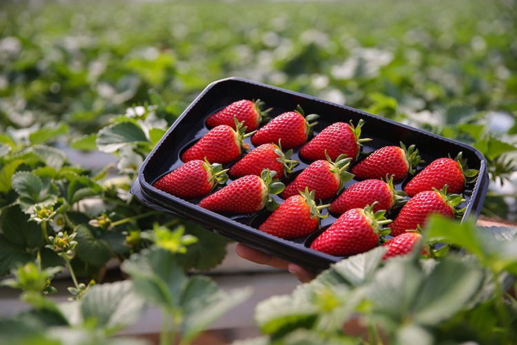 Yıl boyunca taze çilek ihraç ediyor