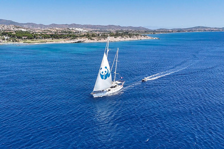 Blue Panda, Mavi Ormanlar için Türkiye'de