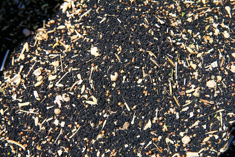 Uşak çörek otu üretiminde liderliği bırakmamaya kararlı