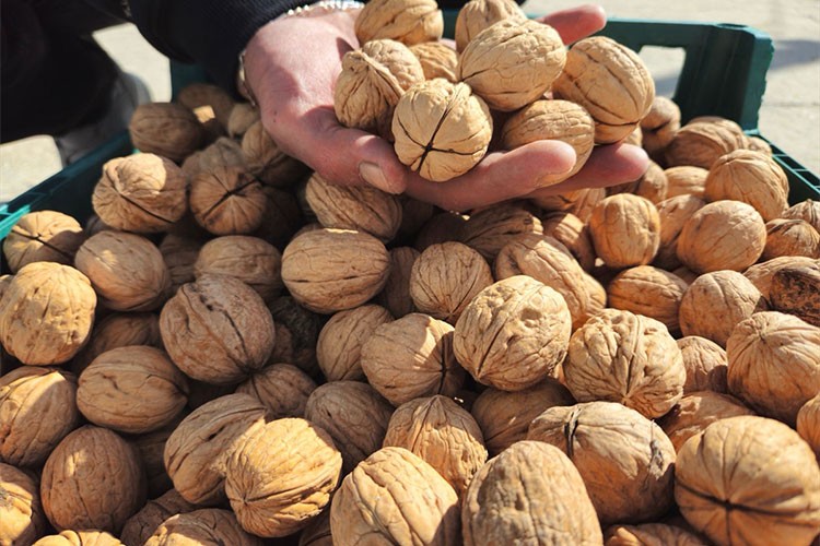 "Kaman Cevizi"nde üreticiler kalite ve talepten memnun