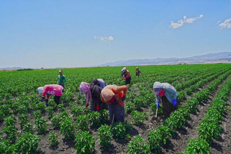 Depremzede çiftçiler ekilmedik alan bırakmayacak