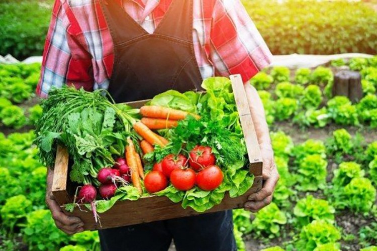 Tarım ürünleri ihracatına yeni düzenleme