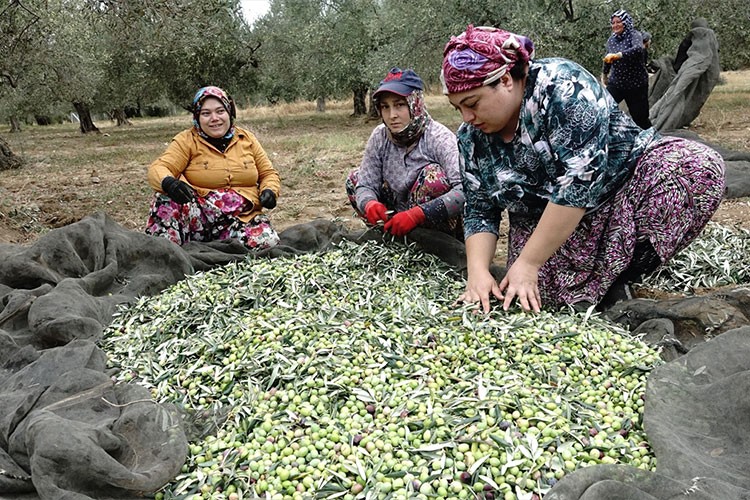 Zeytin üreticileri yağmur bekliyor