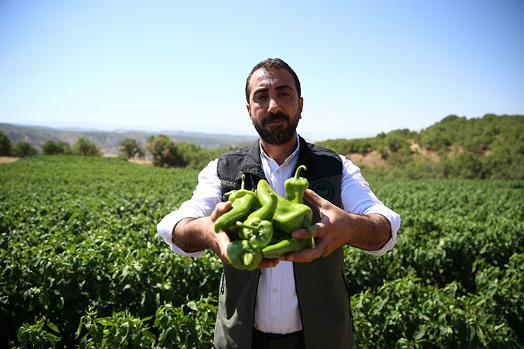 Bingöl'de sebze fideleri atıl arazileri canlandırdı