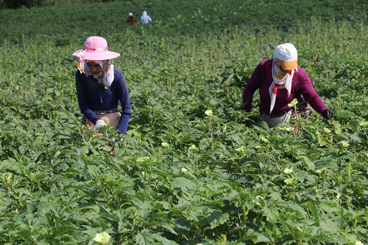 Amasya'da çiçek bamyasının hasadı başladı