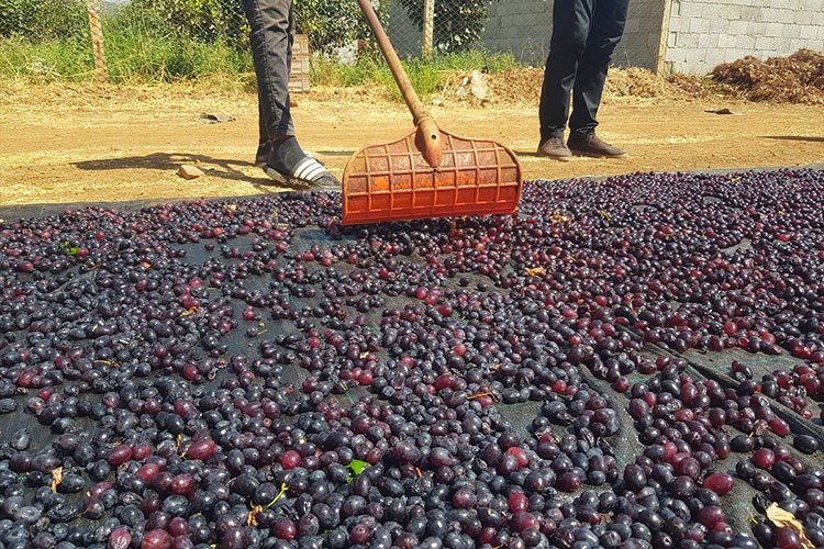 Gaziantep'in tescilli üzümleri kurutularak kışa hazırlanıyor