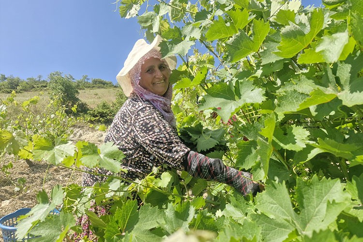 Erbaa narince bağ yaprağından 2 milyar liralık gelir bekleniyor