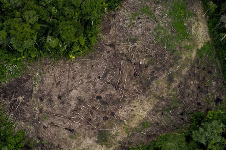 Madencilik ormansızlaşmanın yüzde 90'ını oluşturuyor