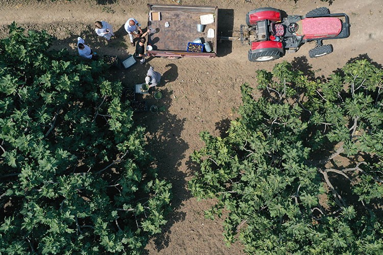 "Bursa siyahı" incirin bu sezonki ihracat yolculuğu başladı