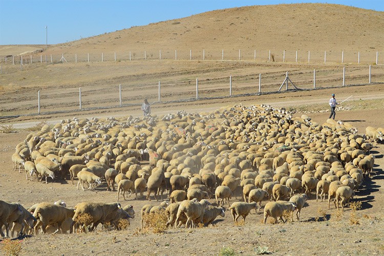2 bin 500 kuzu doğumu bekleniyor