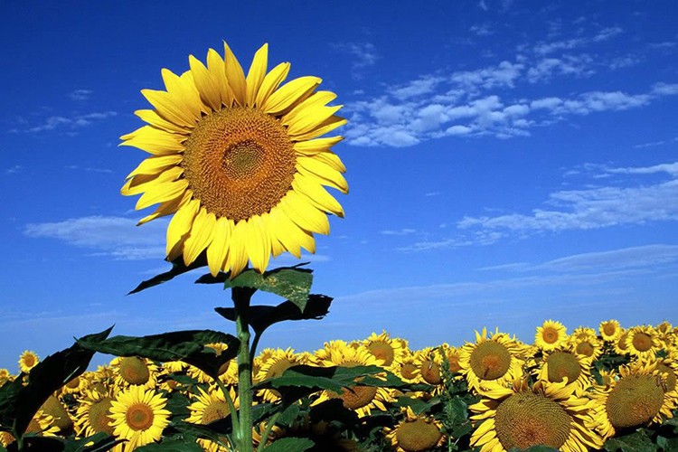 Gıda startup'larına yatırıma devam edecek