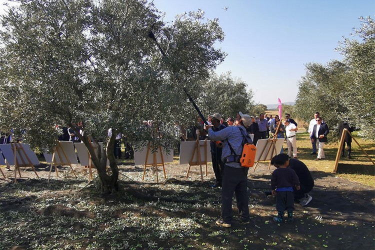 Zeytinde 4 kat verim