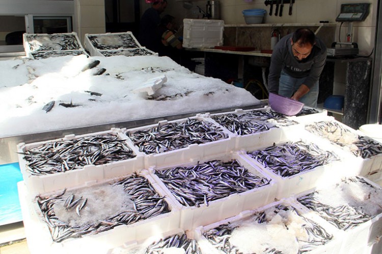 Hamsinin kilogramı 50 liraya düştü