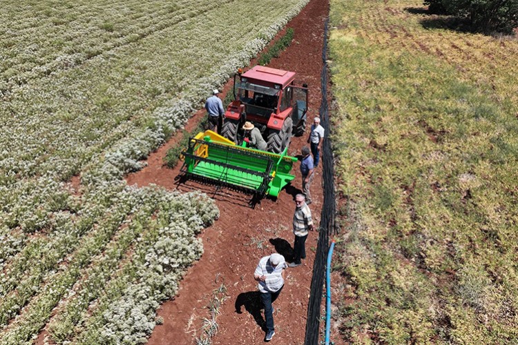 Konya'da kekik hasadına başlandı