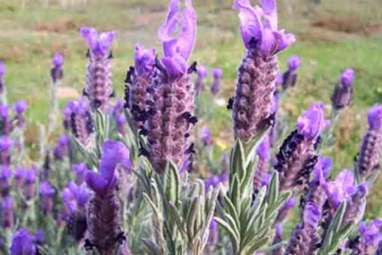 Tıbbi aromatik ve süs bitkisine Hazine desteği