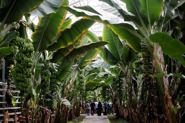 İran'ın en büyük serası Aras Nehri kıyısında tropikal meyve üretiyor