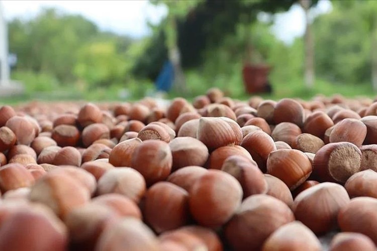 Trabzon'un 10 aylık fındık ihracatı 500 milyon doları aştı