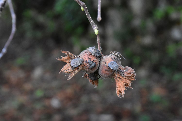 Kahverengi kokarcaya karşı samuray arısı