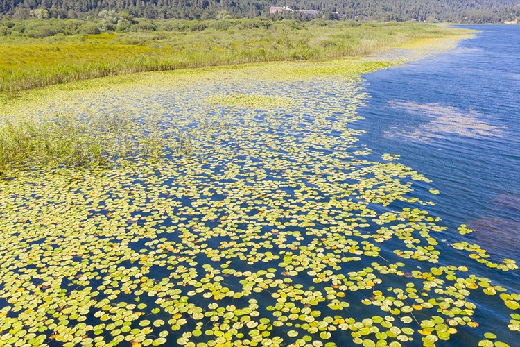 Gölcük ve Abant'ta çiçekler doğaya renk katıyor